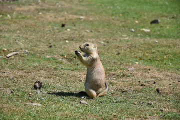 Cynomys ludovicianus. He holds food in his paws