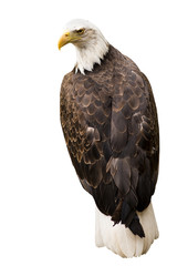 White eagle isolated on white
