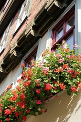 Fototapeta na wymiar Blumen an einem Fachwerkhaus in der Altstadt von Quedlinburg