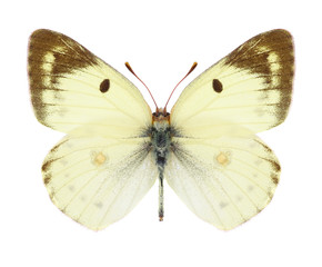 Butterfly Colias hyale (male) on a white background