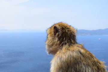 Gibraltar’s famous Barbary macaques