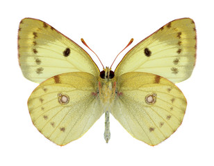 Butterfly Colias hyale (underside) on a white background