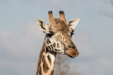Tuinposter Giraffe © Gert Hilbink