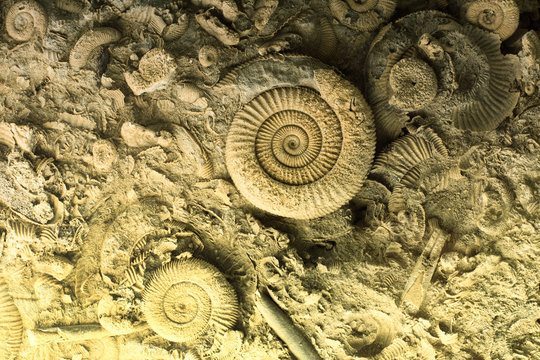 Fossils in rock