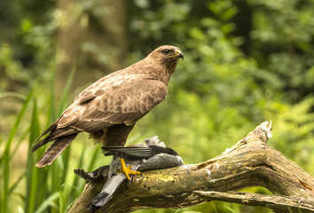 Buzzard