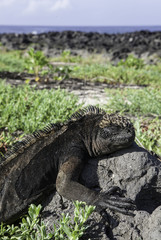Marine Iguana lying on rock, Galapagos