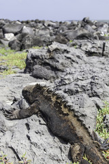 Marine Iguana lying on rock, Galapagos