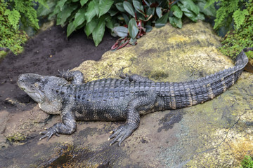huge alligator lies on a rock in the jungle
