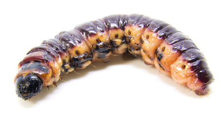 Large red and black caterpillar isolated on white background. Cossus cossus