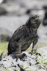 Galapagos Marine Iguana sitting on rock at San Cristobal coast, Galapagos Islands