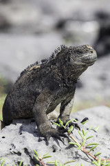 Galapagos Marine Iguana sitting on rock at San Cristobal coast, Galapagos Islands