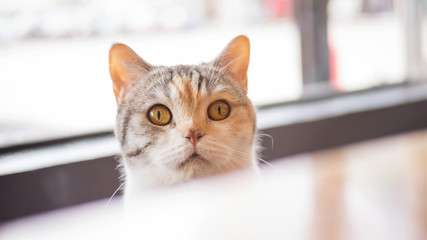 Cute cat looking at food on a wooden table.
