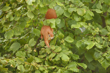 Eichhörnchen sucht Nüsse. Wo ist die Haselnuss?
