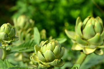 Obraz premium Artischocken