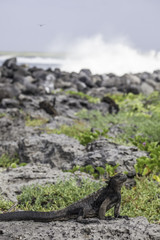 Galapagos Marine Iguana sitting on rock at San Cristobal coast, wave ich background, Galapagos Islands