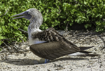Blue-footed booby hatching eggs on sand, Galapagos islands