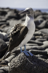 Blue-footed booby sitting on a rock, Galapagos islands