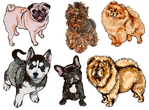 Colorful set of illustrations of dogs of different breeds