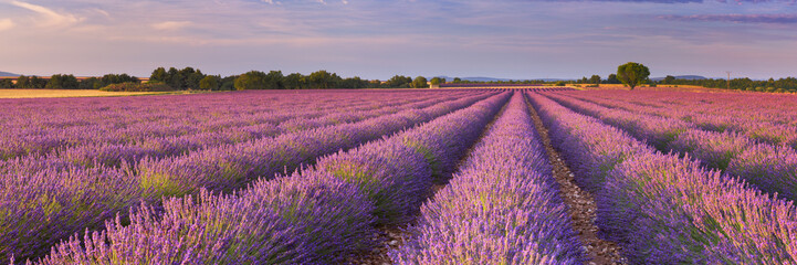Naklejka premium Wschód słońca nad polami lawendy w Provence, Francja