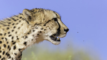 Cheetah & Flies