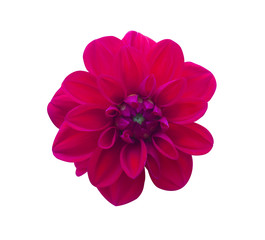 Dahlia Red isolated. Beautiful flower on white background