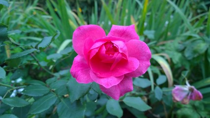 Pink rose. Beautiful flower in garden. Floral background
