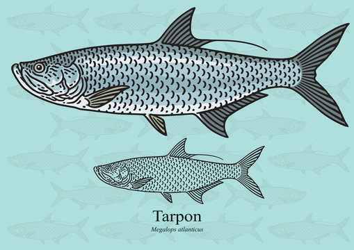 Tarpon. Vector illustration for artwork in small sizes. Suitable for graphic and packaging design, educational examples, web, etc.