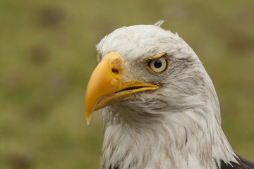 Bald Eagle portrait