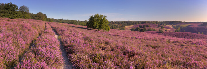 Path through blooming heather at the Posbank in The Netherlands - obrazy, fototapety, plakaty