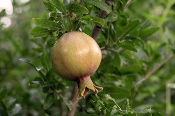 pomegranate