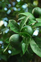 Green mandarin fruit on branches surrounded by foliage
