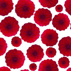 Dahlia Red pattern seamless. Beautiful flower background