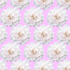 White rose pattern. Beautiful flower in garden. Floral background