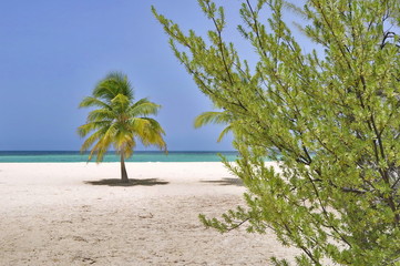 Palms on Passion Island near Cozumel, Mexico