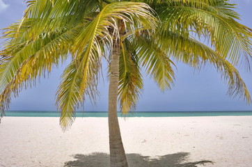 Palm on Passion Island near Cozumel, Mexico