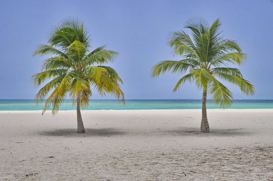 Palms on Passion Island near Cozumel, Mexico
