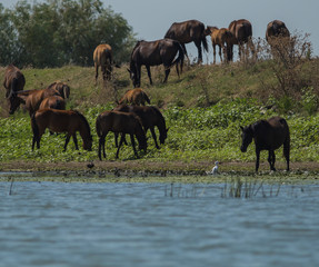 Wild horses eating grass next to a river in Danube Delta 