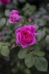 蛍光色のようなピンク色の薔薇