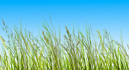 gras, gräser vor blauem himmel