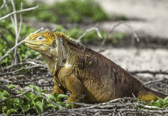 Galapagos land iguana sitting on beach with grass, Galapagos islands