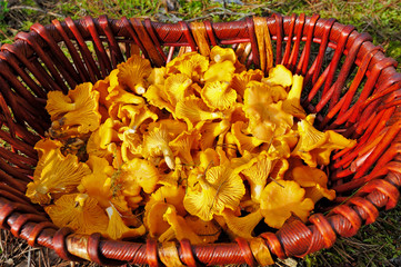 mushrooms Chanterelle in wicker basket