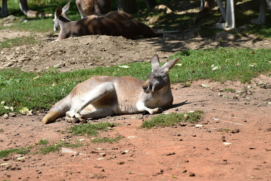 The kangaroo heats in the sun. Macropus rufus