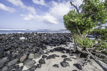 Rock beach with tree in front, San Cristobal, Galapagos islands
