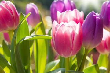 Pink and violet tulips growing outdoors
