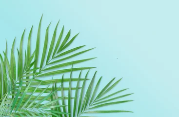 Photo sur Plexiglas Palmier Feuilles de palmier tropical sur fond bleu clair. Caractère minimal. Style d& 39 été. Mise à plat. L& 39 image mesure environ 5500 x 3600 pixels