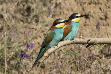 Bee-eater