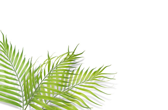 Tropical palm leaves on white background. Minimal nature. Summer Styled.  Flat lay.  Image is approximately 5500 x 3600 pixels in size
