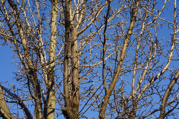 branches and blue sky background