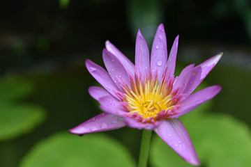 closeup pink lotus blooming in pond nature.