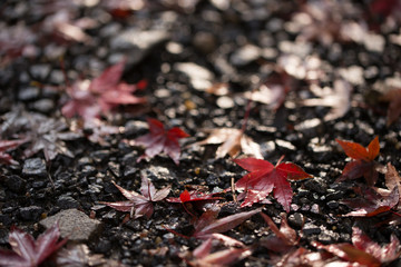 紅葉
